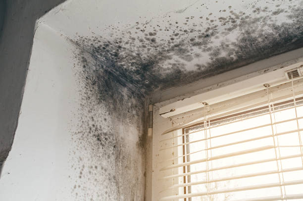 Affordable Crawl Space Mold Remediation solutions in Hopewell, NJ